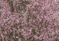 Pink Flair Cherry Tree Size, Fruit, Care, Problems