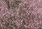 Pink Flair Cherry Tree Size, Fruit, Care, Problems