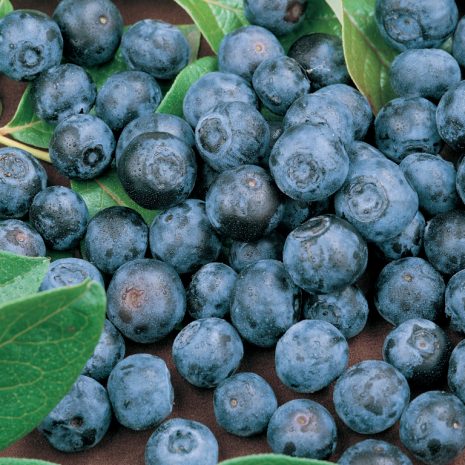 Sharpblue Blueberry Size, Height, Care, Taste, Zone