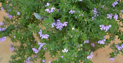 Westringia Blue Gem Size, Height, Problems, Growth, Care