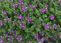 Polygala Petite Butterfly Care, Size, Problems, Pruning