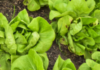 Buttercrunch Lettuce Uses, Growth Stages, Seed, Harvesting