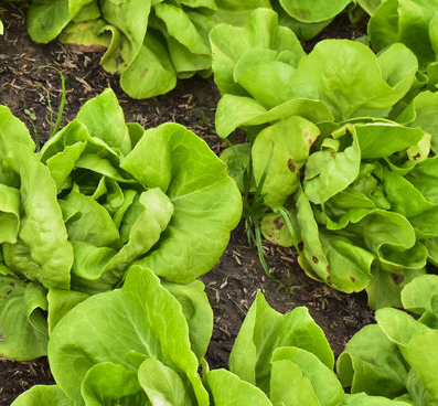 Buttercrunch Lettuce Uses, Growth Stages, Seed, Harvesting