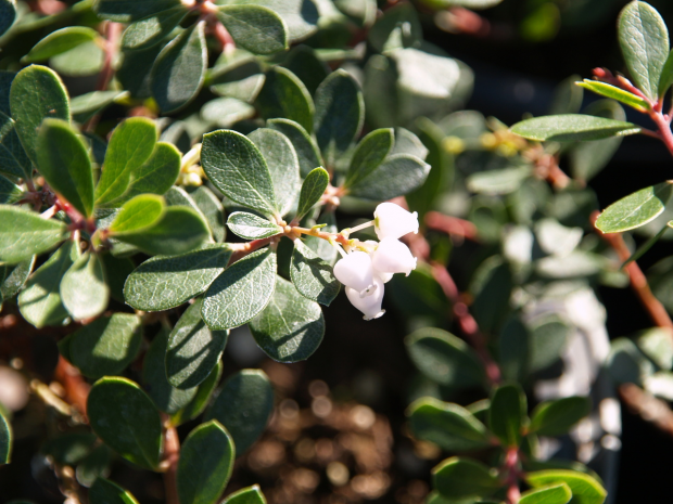 Emerald Carpet Manzanita Growth Rate, Problems, Care, Propagation