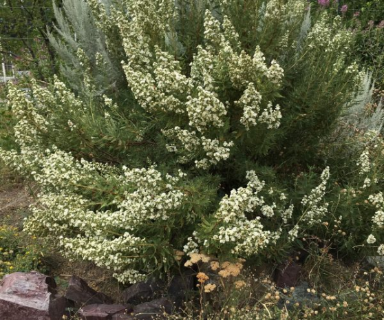 Fernbush Propagation, Seeds, Pruning, Care