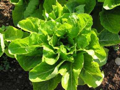 Jericho Lettuce Review, Seed, Care, Planting Instructions
