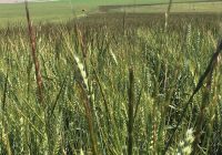 Jointed Goatgrass Identification, Seedling, Damage, Control