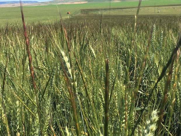 Jointed Goatgrass Identification, Seedling, Damage, Control