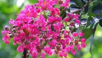 Lipan Crape Myrtle Growth Rate, Height, Spacing, Care, Problems