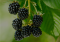 Ouachita Blackberry Size, Care, Zone, Taste, Growing Instructions