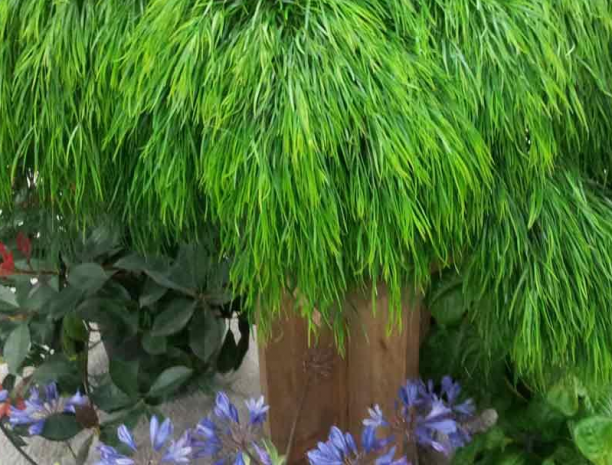 Acacia Cousin itt Size, Care, Propagation, Shade, Flowers