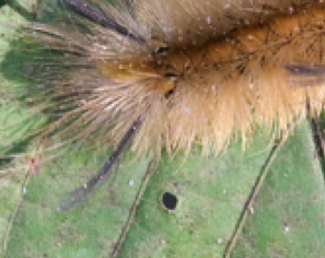 Banded Tussock Moth Caterpillar Sting, Life Cycle, Venom, Treatment