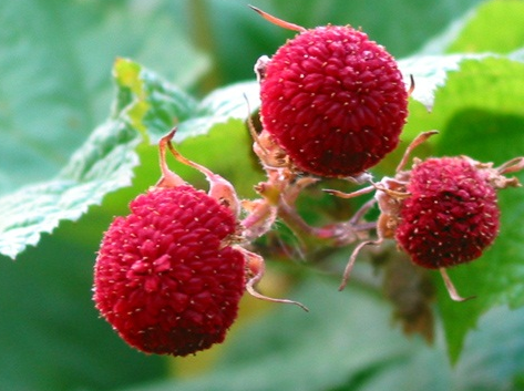 Thimbleberry Habitat, Growing Condition, Characteristics, Taste