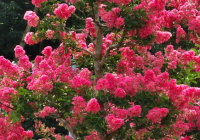 Tuskegee Crape Myrtle Growth Rate, Size, Height, Problems, Care