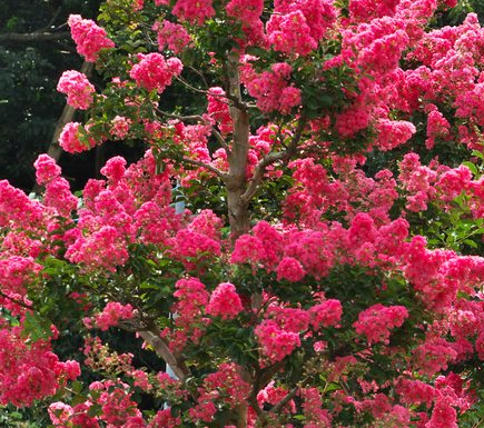 Tuskegee Crape Myrtle Growth Rate, Size, Height, Problems, Care