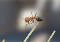 Acrobat Ants Size, Bite, Treatment Acrobat ants vs Carpenter ants