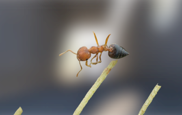 Acrobat Ants Size, Bite, Treatment Acrobat ants vs Carpenter ants