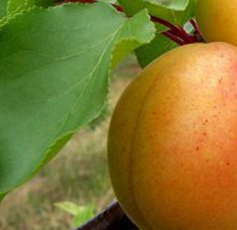 Moorpark Apricot Tree Size, Height, Care, Pruning, Growing