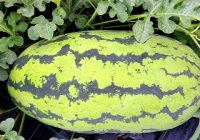 Orangeglo Watermelon Taste, Size, Seeds, Growing