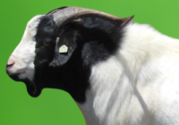 Texmaster Goat
