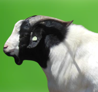 Texmaster Goat