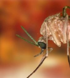 Culex Mosquito Identification, Spread Diseases, Life Cycle, Breeding