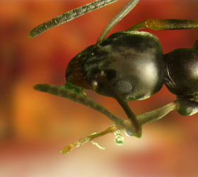 Odorous House Ants Bite, Size, Wings  Odorous House Ants vs Sugar Ants