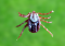 Rocky Mountain Wood tick Diseases, Bite, Location, Life Cycle