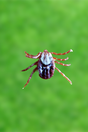Rocky Mountain Wood tick Diseases, Bite, Location, Life Cycle