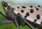 Spotted Lanternfly Infestation, Eggs, Origin, Control