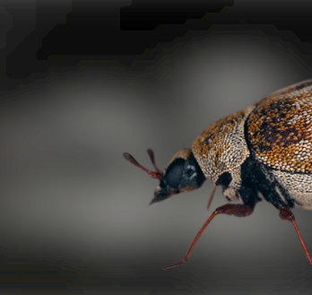 Varied Carpet Beetle Identification, Life cycle, Eggs, Treatment