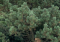 Tannenbaum Mugo Pine Growth Rate, Size, Care, Problems