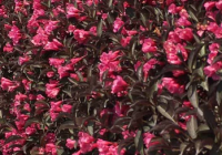 Weigela Wine and Roses Height, Care, Pruning, Companion Plants