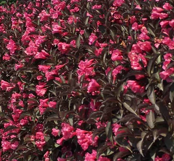 Weigela Wine and Roses Height, Care, Pruning, Companion Plants