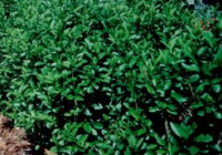 Cheyenne Privet Size, Height, Growth Rate, Care, Zones, Problems