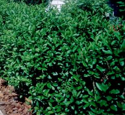 Cheyenne Privet Size, Height, Growth Rate, Care, Zones, Problems