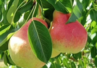Summercrisp Pear Taste, Height, Pollination, Zone, Uses