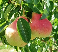 Summercrisp Pear Taste, Height, Pollination, Zone, Uses