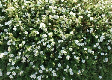 Potentilla abbotswood Size, Height, Care, Pruning, Companion plants