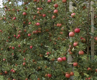 Pros and cons of columnar apple tree, growth rate, care, problems 