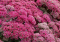 Thunderhead sedum Size, Care, Blooming Time, Pruning