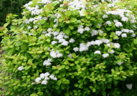 Birchleaf Spirea Size, Growth Rate, Bloom Time, Problems, Diseases