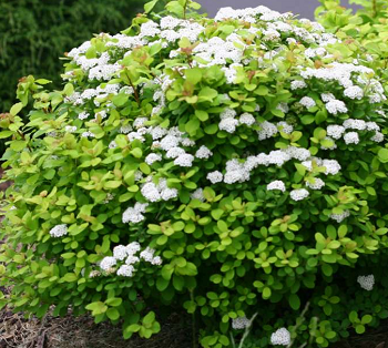 Birchleaf Spirea Size, Growth Rate, Bloom Time, Problems, Diseases