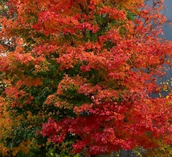 Fall Fiesta Sugar Maple Pros and Cons, Growth Rate, Diseases