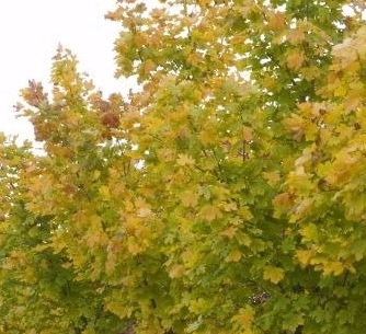 Emerald Lustre Maple Pros and Cons, Growth rate, Diseases