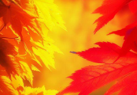 Autumn radiance maple vs Autumn Blaze Maple Size, Growth Rate, Care