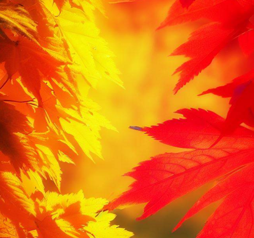 Autumn radiance maple vs Autumn Blaze Maple Size, Growth Rate, Care