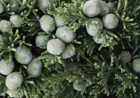 Trautman Juniper Growth rate, Size, Zone, Care, Problems