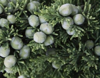 Trautman Juniper Growth rate, Size, Zone, Care, Problems
