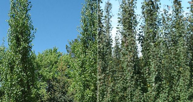 Parkland Pillar Birch vs Swedish Aspen Pros and Cons, Care, Problems